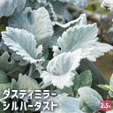 【P2倍★マラソン期間中】ダスティミラー シルバーダスト 【 花苗 2.5号 】 多年草 宿根草 苗 花苗 花 黄色の花 日陰 カラーリーフ シルバーリーフ グ...