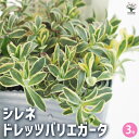 【P2倍★マラソン期間中】シレネ ドレッツバリエガータ 【 花苗 3号 】 Sea Campion 花苗 花の苗 家庭菜園 ガーデニング プランター ガーデン ...