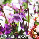 【P2倍★マラソン期間中】日本スミレ ミスズ 【 花苗 3号 】 菫 すみれの花 パンジー パンジーの花苗 中小輪 コラボ 花