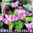 【P2倍★マラソン期間中】日本スミレ アカネスミレ 【 花苗 3号 】 菫 すみれの花 パンジー パンジーの花苗 中小輪 コラボ 花