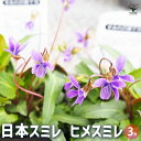 【P2倍★マラソン期間中】日本スミレ ヒメスミレ 【 花苗 3号 】 菫 すみれの花 パンジー パンジーの花苗 中小輪 コラボ 花