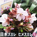 【P2倍★マラソン期間中】日本スミレ エイザン 【 花苗 3号 】 菫 すみれの花 パンジー パンジーの花苗 中小輪 コラボ 花