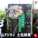 【P2倍★マラソン期間中】山アジサイ 土佐緑風 【 花木苗 4号 】 花木 花木の苗 花の苗 ヤマアジサイ 山紫陽花 沢紫陽花