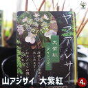 【P2倍★マラソン期間中】山アジサイ 大紫紅 【 花木苗 4号 】 花木 花木の苗 花の苗 ヤマアジサイ 山紫陽花 沢紫陽花