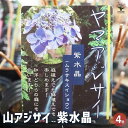 【P2倍★マラソン期間中】山アジサイ 紫水晶 【 花木苗 4号 】 花木 花木の苗 花の苗 ヤマアジサイ 山紫陽花 沢紫陽花