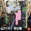 【P2倍★マラソン期間中】山アジサイ 剣の舞 【 花木苗 4号 】 花木 花木の苗 花の苗 ヤマアジサイ 山紫陽花 沢紫陽花