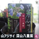 【P2倍★マラソン期間中】山アジサイ 深山八重紫 【 花木苗 4号 】 花木 花木の苗 花の苗 ヤマアジサイ 山紫陽花 沢紫陽花
