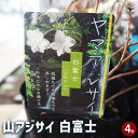 【P2倍★マラソン期間中】山アジサイ 白富士 【 花木苗 4号 】 花木 花木の苗 花の苗 ヤマアジサイ 山紫陽花 沢紫陽花
