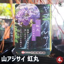 【P2倍★マラソン期間中】山アジサイ 虹丸 【 花木苗 4号 】 花木 花木の苗 花の苗 ヤマアジサイ 山紫陽花 沢紫陽花