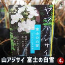 【P2倍★マラソン期間中】山アジサイ 富士の白雪 【 花木苗 4号 】 花木 花木の苗 花の苗 ヤマアジサイ 山紫陽花 沢紫陽花
