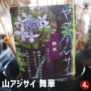 【P2倍★マラソン期間中】山アジサイ 舞華 【 花木苗 4号 】 花木 花木の苗 花の苗 ヤマアジサイ 山紫陽花 沢紫陽花