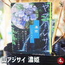 【P2倍★マラソン期間中】山アジサイ 濃姫 【 花木苗 4号 】 花木 花木の苗 花の苗 ヤマアジサイ 山紫陽花 沢紫陽花