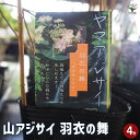 【ポイント2倍★マラソン期間】山アジサイ 羽衣の舞 花木苗 4号 花木 花木の苗 花の苗 ヤマアジサイ 山紫陽花 沢紫陽花 送料無料 即納