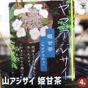 【P2倍★マラソン期間中】山アジサイ 姫甘茶 【 花木苗 4号 】 花木 花木の苗 花の苗 ヤマアジサイ 山紫陽花 沢紫陽花