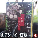 【P2倍★マラソン期間中】山アジサイ 紅額 【 花木苗 4号 】 花木 花木の苗 花の苗 ヤマアジサイ 山紫陽花 沢紫陽花