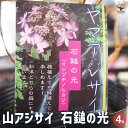 【P2倍★マラソン期間中】山アジサイ 石鎚の光 【 花木苗 4号 】 花木 花木の苗 花の苗 ヤマアジサイ 山紫陽花 沢紫陽花