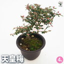 【P2倍★マラソン期間中】天皇梅 【 花木苗 4号 】 花の種 花苗 花の苗 花木 植木 庭木 ガーデニング 盆栽 鑑賞 栽培 庭園菜園 ギフト