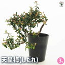【P2倍★マラソン期間中】天皇梅 しだれ 【 花木苗 3号 】 花の種 花苗 花の苗 花木 植木 庭木 ガーデニング 盆栽 鑑賞 栽培 庭園菜園 ギフト