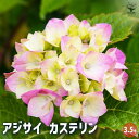【P2倍★マラソン期間中】アジサイ カステリン 【花木苗 3.5号】あじさい苗 あじさい アジサイ苗 アジサイの苗 紫陽花