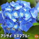 【P2倍★マラソン期間中】アジサイ カヌマブルー 【花木苗 3.5号】あじさい苗 あじさい アジサイ苗 アジサイの苗 紫陽花