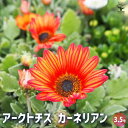 【送料無料】アークトチス カーネリアン 【 花苗 3.5号 】 ハゴロモギク 南アフリカ Arctotis ベニジューム属 アレクトーティス 羽衣菊 キク科 ア...