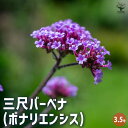 【P2倍★マラソン期間中】三尺バーベナ(ボナリエンシス) 【花苗 3.5号】耐寒性多年草 ガーデニング 鉢植 庭植え 園芸 観賞 鑑賞 栽培