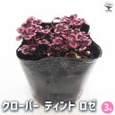 【P2倍★マラソン期間中】クローバー ティント ロゼ 【花苗 3号】花の苗 カラーリーフ 観賞用 かわいい コンパクト ガーデニング