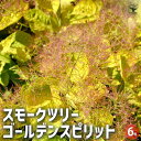 【P2倍★マラソン期間中】スモークツリー ゴールデンスピリット 【花木苗 6号/1個売り】スモークツリー ロイヤルパープル 煙の木 ケムリノキ ケムリの木 スモ...