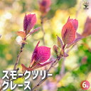 【P2倍★マラソン期間中】スモークツリー グレース 【花木苗 6号/1個売り】スモークツリー ロイヤルパープル 煙の木 ケムリノキ ケムリの木 スモークブッシュ...