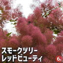 【P2倍★マラソン期間中】スモークツリー レッドビューティ 【花木苗 6号/1個売り】スモークツリー ロイヤルパープル 煙の木 ケムリノキ ケムリの木 スモーク...