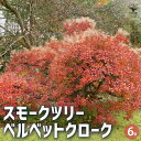 【P2倍★マラソン期間中】スモークツリー ベルベットクローク 【花木苗 6号/1個売り】スモークツリー ロイヤルパープル 煙の木 ケムリノキ ケムリの木 スモー...