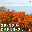 【P2倍★マラソン期間中】スモークツリー ロイヤルパープル 【花木苗 6号/1個売り】スモークツリー ロイヤルパープル 煙の木 ケムリノキ ケムリの木 スモーク...