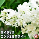 【P2倍★マラソン期間中】ライラック エンジェルホワイト 【花木苗 6号/1個売り】花木 花木苗 園芸品種 観賞用 紫花 ガーデニング
