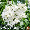 【P2倍★マラソン期間中】ライラック マダムレモイネ 【花木苗 6号/1個売り】花木 花木苗 園芸品種 観賞用 紫花 ガーデニング