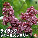 【P2倍★マラソン期間中】ライラック チャールズジョリー 【花木苗 6号/1個売り】花木 花木苗 園芸品種 観賞用 紫花 ガーデニング
