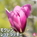 【P2倍★マラソン期間中】モクレン レッドラッキー 【花木苗 6号/1個売り】モクレン 木蓮 木蘭 ガールマグノリア スーザン 落葉樹 花木 苗木 庭木 花木 ...