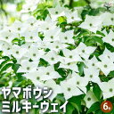 【送料無料】ヤマボウシ ミルキーウェイ 花木苗 6号 1個売り ヤマボウシ苗 ヤマボウシの苗 ヤマボウシの苗木 フラワー 花苗 苗木 花木 植木 庭木 草花苗 ガーデニング 鑑賞 庭園菜園 送料無料 即納