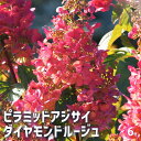 【P2倍★マラソン期間中】アジサイ ピラミッドアジサイ ダイアモンドルージュ 【花木苗 6号/1個売り】あじさい苗 あじさい アジサイ苗 アジサイの苗 紫陽花