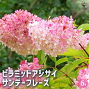 【P2倍★マラソン期間中】アジサイ ピラミッドアジサイ サンデーフレイズ 【花木苗 6号/1個売り】あじさい苗 あじさい アジサイ苗 アジサイの苗 紫陽花