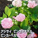 【P2倍★マラソン期間中】アジサイ ピンクアナベル ピンカーベル 【花木苗 6号/1個売り】あじさい苗 あじさい アジサイ苗 アジサイの苗 紫陽花