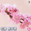 【P2倍★マラソン期間中】花桃の苗木 照手姫 桃 【花木苗 6号/1個売り】モモ苗 モモの苗 もも苗 ももの苗木 桃の苗 桃苗 李の苗 ガーデニング 家庭菜園