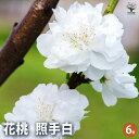 【P2倍★マラソン期間中】花桃の苗木 照手姫 白 【花木苗 6号/1個売り】モモ苗 モモの苗 もも苗 ももの苗木 桃の苗 桃苗 李の苗 ガーデニング 家庭菜園