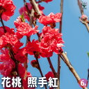 【P2倍★マラソン期間中】花桃の苗木 照手姫 紅 【花木苗 6号/1個売り】モモ苗 モモの苗 もも苗 ももの苗木 桃の苗 桃苗 李の苗 ガーデニング 家庭菜園