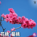 【P2倍★マラソン期間中】花桃の苗木 菊桃 【花木苗 6号/1個売り】モモ苗 モモの苗 もも苗 ももの苗木 桃の苗 桃苗 李の苗 ガーデニング 家庭菜園