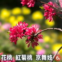 【P2倍★マラソン期間中】花桃の苗木 紅菊桃 京舞妓 【花木苗 6号/1個売り】モモ苗 モモの苗 もも苗 ももの苗木 桃の苗 桃苗 李の苗 ガーデニング 家庭菜...