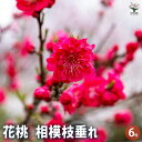 【P2倍★マラソン期間中】花桃の苗木 相模枝垂れ 【花木苗 6号/1個売り】モモ苗 モモの苗 もも苗 ももの苗木 桃の苗 桃苗 李の苗 ガーデニング 家庭菜園