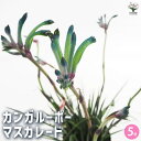 【P2倍★マラソン期間中】カンガルーポー マスカレード 【花苗 5号/1個売り】花苗 花の苗 花 苗 観葉植物 観葉 カンガルーポー Anigozanthos ...