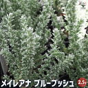 【P2倍★マラソン期間中】メイレアナ ブルーブッシュ 【花苗 2.5号】カラーリーフ 花苗 花の苗 花 苗 鉢植え 地植え 屋外 庭 庭木