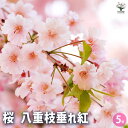 【P2倍★マラソン期間中】桜の苗木 八重枝垂れ紅 【花木苗 5号/1個売り】サクラ さくら cherry blossom Cerasus 園芸品種 シンボルツリ...