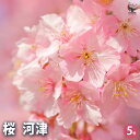 【P2倍★マラソン期間中】桜の苗木 河津 【花木苗 5号/1個売り】サクラ さくら cherry blossom Cerasus 園芸品種 シンボルツリー